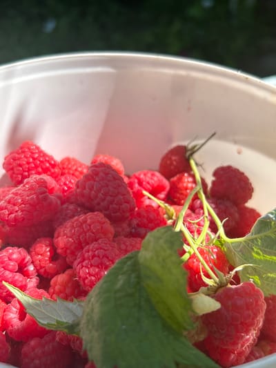 The image displays a close-up of a bucket filled with ripe raspberries. The raspberries are a vibrant red color, and some are still attached to their green stems and leaves, indicating they were recently picked. The bucket appears to be made of white plastic and is tilted, allowing a clear view of the fruit. The background is blurred, showing dark green foliage and the bright sunlight, suggesting an outdoor setting during the daytime. The overall impression is one of abundance and freshness, likely related to harvesting raspberries. There is no visible text in the image. The location context provided is Zvonarevka, Russia, which aligns with the subject matter of fresh fruit harvesting.