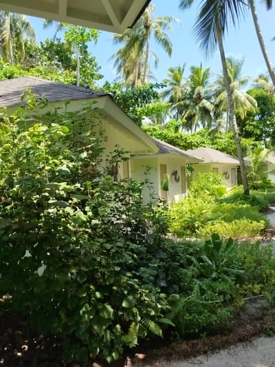In Kendhoo, Maldives, a perspective shot reveals a cluster of bungalows surrounded by lush tropical vegetation and tall palm trees under a clear blue sky. The foreground is dominated by dense green foliage and ferns. To the right, a sandy pathway is visible. In the mid-ground, two white bungalows with dark tiled roofs are situated amongst the greenery. Each bungalow has a visible door and decorative circular wall art. The architecture suggests a resort or residential setting. Sunlight illuminates the scene, casting shadows and highlighting the vibrant green of the plants. There are no people or animals visible in the image.