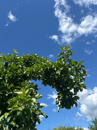 A low-angle shot captures a clear blue sky dotted with fluffy white clouds. In the foreground, the lush green leaves and branches of a tree canopy fill the lower half of the frame, extending from the left and across the middle. The sunlight filters through the leaves, creating a dappled effect. The image appears to be taken outdoors in a natural setting, possibly a park or garden, on a bright, sunny day. The provided location of Всеволодово, Russia, suggests an outdoor scene within that city. There are no people or distinct objects other than the natural elements of the tree and sky.
