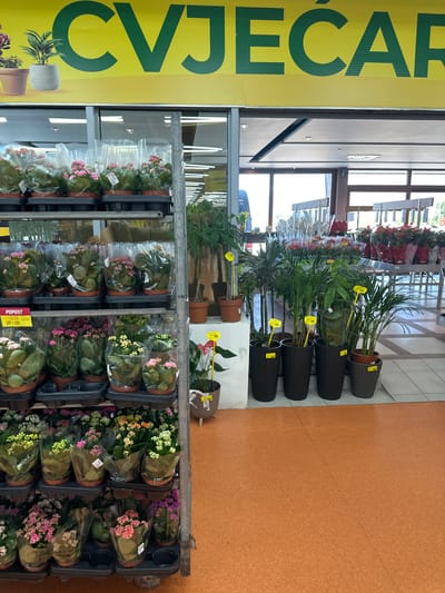 The image shows a display of potted plants for sale in a store. The plants are arranged on shelves and include various types of flowering plants and greenery. Some plants are wrapped in clear plastic. A large yellow sign with green text is visible on the left side of the image. The floor is an orange textured material. The scene appears to be indoors, likely a garden center or a supermarket with a plant section. There are no people visible in the image. The lighting suggests it's daytime. The sign on the left appears to be in a European language, possibly Slavic, given the location context of Dub, Montenegro. One of the plants has a yellow tag with text. Another plant has a red and yellow tag. There is a price tag on some plants that reads "POPUSST - 20,90% - 1,69€ - 1,33€".