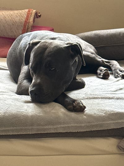 The image shows a dark-colored dog, possibly a Staffordshire Bull Terrier or similar breed, resting on a light gray, textured blanket or pet bed. The dog is lying on its side with its head resting on its paws, its eyes partially closed, giving it a relaxed or sleepy appearance. The background consists of a sofa with textured cushions in muted colors, and some folded blankets or throws with decorative trim. The lighting suggests an indoor setting, possibly a living room. There is no visible indication of the city of Zornitsa, Bulgaria.