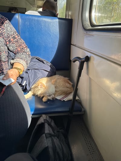 The image shows the interior of a train car. An elderly person is seated on a blue seat, wearing a patterned jacket, grey trousers, and a gold watch. They are holding a white receipt in their hand. A small, light-colored dog is lying on a blue jacket on the seat next to them. A black walking stick is placed above the dog. A gray backpack is to the right of the dog. A window is visible to the left of the image. Another person is slightly visible to the left behind the blue seat. The location is inside a train car. The location within Overyata, Russia is not discernable from the image.