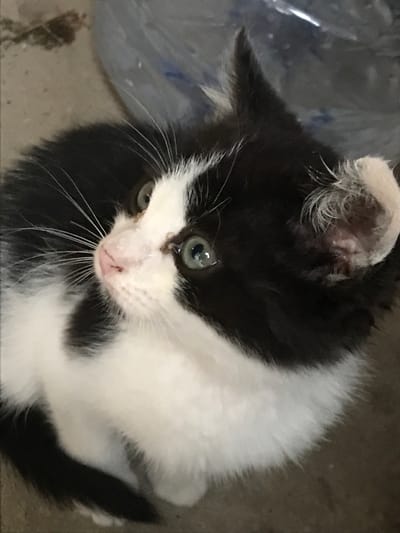 A close-up, medium-angle shot depicts a small, black and white kitten with green eyes, looking up and towards the left. The kitten has a pink nose and white whiskers. It is surrounded by an indistinct background, including what appears to be a plastic container. The location, Strahilovo, Bulgaria, is not apparent within the visual elements of the image.