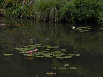 This image depicts a water lily pond located in Giverny, France. The scene is dominated by a body of dark, still water, serving as a reflective surface for the surrounding flora.

Numerous green, circular lily pads of varying sizes float across the water. Several water lily blooms are present:
*   A cluster of two prominent pink/magenta water lilies is situated in the mid-left area.
*   A single, upright vibrant purple water lily stands on a stem in the central-right portion. A smaller, darker purple bud is visible near its base.
*   A solitary pale pink/white water lily floats in the upper-right quadrant.
*   A single muted purple water lily is present in the upper-left quadrant.

The upper perimeter of the water body is bordered by a dense, verdant bank of vegetation. This bank includes tall, light green grasses with drooping blades, and various darker green broadleaf plants. Patches of reddish-brown foliage are interspersed within the greenery on the left bank. The calm water surface clearly reflects the overhead and bank vegetation, including the tall grasses and foliage, creating an inverted mirror image particularly visible in the upper half of the pond. No human figures, animals, or artificial structures are visible within the frame.
