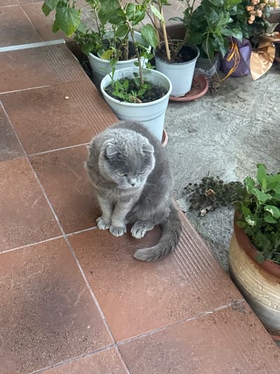 In Prolesha, Bulgaria, a grey Scottish Fold cat sits on a tiled patio next to potted plants. The cat is facing downwards, with its head slightly tilted. Its paws are tucked beneath its body, and its tail curls around its hindquarters. The tiles are reddish-brown and appear to be slightly worn. In the background, several potted plants with green leaves are visible, along with some loose soil and debris. The overall scene suggests an outdoor setting, possibly a garden or a balcony.