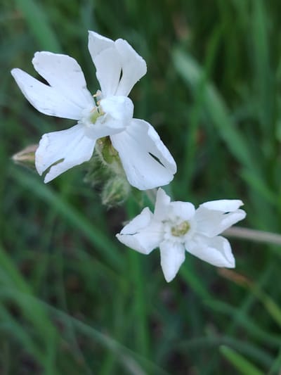 Two delicate white flowers with deeply notched petals are the subjects of this close-up photograph. The flowers are positioned in the foreground, set against a soft-focus background of lush green grass, suggesting an outdoor natural setting. The lighting appears to be natural, likely daylight, with no harsh shadows, and the overall mood is serene and peaceful. The larger flower is in the upper left portion of the frame, its petals unfurling gracefully. A smaller, similar flower is situated below and to the right, slightly out of focus. Fine, fuzzy hairs are visible on the calyx of the larger flower, adding texture and detail. The green foliage provides a vibrant contrast to the pristine white of the blossoms. The image is undated and there is no visible text. The context provided places the scene in the Мётчанскі сельскі Савет, Belarus, implying a rural or natural landscape within this region.