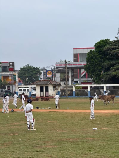 The image depicts a cricket practice scene on a grassy field in Dikwella, Sri Lanka, under an overcast sky. Approximately ten individuals, primarily children or young adults, are present on the field. Most are dressed in white cricket attire, including pads and helmets, and some hold bats. One person in the foreground stands with their back to the viewer, wearing white pads and a blue helmet. Another individual in white pads and a blue helmet is visible further right, facing left. A person holding a bat stands near a small hut in the mid-ground.
Several cows are present on or near the field. Three light brown cows are lying down near a small, single-story white building with a brown tiled roof located on the left side of the field. A fourth brown cow stands near the right boundary, close to another individual in cricket whites.
The background features a street with various commercial buildings and infrastructure. Prominent signage includes "GRANDPASS" on a multi-story building on the left and "P&S" on a blue and yellow sign in the center. Utility poles and power lines are visible, along with green trees. A white van and a green three-wheeled vehicle (tuk-tuk) are parked or moving on the street behind a low wall that borders the cricket ground.