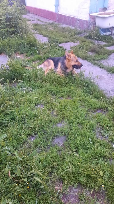 A German Shepherd dog lies in a patch of green grass next to a paved walkway. The dog has tan and black fur and is looking up and to the right. The grass is somewhat overgrown and has small white and yellow flowers scattered throughout. The walkway appears to be made of concrete or stone pavers and is partially covered by grass. In the background, to the left of the image, there is a glimpse of a white structure, possibly a building or a bathtub, with a pinkish-brown wall below it. The scene appears to be outdoors during the daytime, with no strong indicators of weather conditions. The overall setting suggests a casual outdoor environment, perhaps a backyard or a park area. There is no visible text in the image.