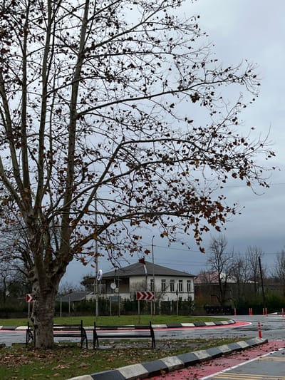 The image depicts an outdoor scene in ლესის თემი, Georgia, on an overcast day, likely in late autumn or early winter. In the foreground, a large deciduous tree with mostly bare branches retains some dry, brown leaves. At its base, two black, metal-framed park benches are positioned. The immediate ground features scattered brown leaves and a concrete curb with alternating black and white stripes. Behind this curb, a section of pavement is painted bright red, suggesting a designated path or lane, with several orange traffic cones further along it to the right.
In the midground, behind the tree and red pavement, is a roundabout or intersection. A two-story house with light-colored exterior walls and a dark, gabled roof stands prominently. It has multiple evenly spaced windows on its visible side. To the left of the house, a white circular sign with a blue cross emblem is visible, alongside a tall, multi-part traffic sign indicating a sharp turn or hazard to the right with red and white chevrons. Utility poles and wires are present throughout the midground and background. The sky is uniformly grey and overcast, and the ground appears damp. No individuals are present in the scene.