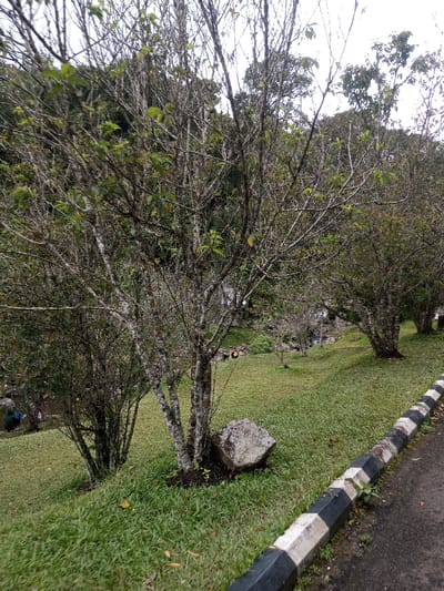 A grassy hillside features several small, bare trees with sparse green leaves. A large rock rests at the base of one tree cluster. A black and white striped curb runs along the right edge of the frame, bordering a paved surface. People can be seen in the background, suggesting a park or recreational area. The scene is overcast, with visible foliage and distant trees.