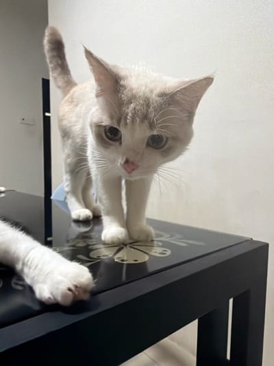 A domestic cat, predominantly white with light brown markings on its face and tail, stands on a black coffee table. The cat's gaze is directed downwards and slightly to the left. Its front paws are visible on the table's surface, one of which is partially cropped out of frame. Another cat's white paw is visible on the left side of the table. The coffee table has a decorative pattern on its surface. The background consists of a white wall. The scene appears to be indoors, possibly in a residential setting within the city of Subang Jaya City Council, Malaysia.