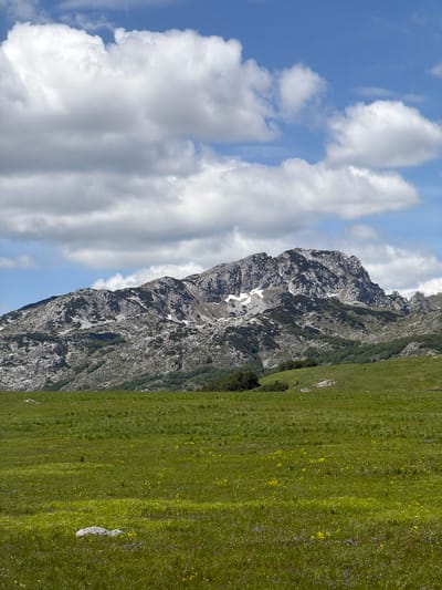 The scene depicts a natural mountain landscape located in or near Javorje, Montenegro, under a bright, partly cloudy sky. The lower half of the image is dominated by an expansive, vibrant green meadow, densely covered with grass and interspersed with numerous small yellow and purple wildflowers. A few light-colored, irregularly shaped rocks are visible embedded in the grass in the immediate foreground.

Beyond the meadow, a rugged mountain range rises prominently, extending across the mid-ground and background. The mountains are characterized by grey, exposed rock formations, exhibiting a textured, craggy appearance. Patches of dark green vegetation, likely trees or dense shrubs, cling to the lower and mid-slopes of the mountains, forming a distinct treeline in places. Scattered white patches, consistent with remnants of snow, are visible in some of the higher, shadowed crevices and depressions of the mountain peaks.

The sky in the upper portion of the frame is a clear, bright blue, populated by numerous white, fluffy cumulus clouds of varying sizes and densities. Natural daylight illuminates the entire scene, casting clear visibility. No human subjects, animals, or artificial structures are present.