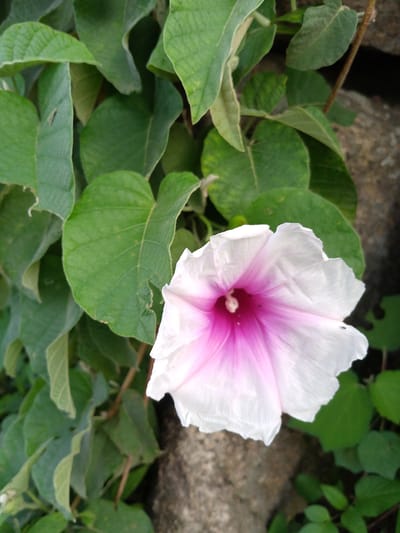 An extreme close-up shot features a blooming white and pink morning glory flower in the foreground. The flower's petals are delicate and have a soft, crinkled texture. The center of the flower displays a vibrant pink hue that fades into white towards the edges of the petals. Surrounding the flower are lush, green leaves of various sizes, some showing slight wear. The background consists of a rough, greyish-brown rock and more out-of-focus green foliage. The scene suggests an outdoor natural setting. The image was taken in the city of Barikin Gidar Kanat, Nigeria.
