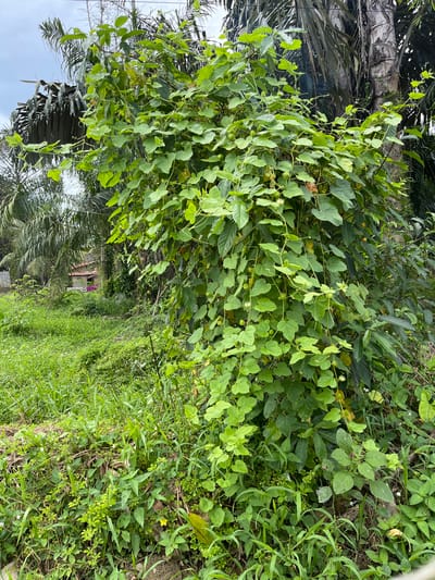 In Benuaraja, Indonesia, a dense, green vine with heart-shaped leaves and small, spiky green fruits is growing up the side of a palm tree. The vine is abundant and covers a large portion of the tree trunk. In the background, the foliage of other palm trees and various other green plants is visible, suggesting a tropical environment. The ground is covered with lush, green grass and other low-lying vegetation. A small, reddish-brown building with a light-colored roof can be seen in the distance, partially obscured by the dense foliage, indicating a rural or semi-rural setting. The sky is overcast.