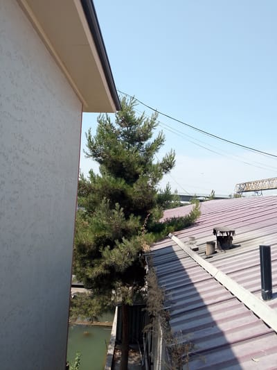 The image captures an outdoor scene from a slightly elevated perspective, looking towards a clear blue sky. In the foreground, a portion of a textured, pale-colored building wall is visible on the left, with a beige soffit and dark fascia board forming the roofline. To the right of the building, a mature evergreen tree with dense green foliage dominates the mid-ground. Beyond the tree, a corrugated metal roof with a reddish-purple hue covers a structure. Several objects are present on this roof, including two cylindrical chimneys, one with a dark cap and the other a plain concrete-like cylinder. A white metal flashing runs along the length of the roof. In the distance, a yellow industrial structure, possibly a bridge or gantry, is visible against the sky, along with other distant buildings and what appear to be power lines. The lower part of the image reveals a body of greenish water, possibly a canal or pond, with some vegetation along its edge. The overall environment suggests an urban or semi-urban industrial setting in Namangan City, Uzbekistan, on a clear, daytime.