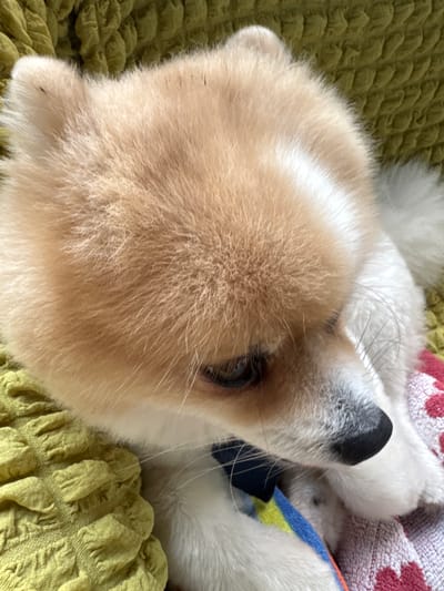 A Pomeranian dog rests on a textured green surface. The dog has light brown and white fur. Its head is turned to the side, revealing a black nose and an eye. A colorful cloth is visible underneath the dog. The scene appears to be indoors, possibly on a couch or chair. There is no indication of the city of Alakhadzi, Abkhazia.