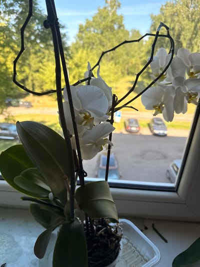 A white orchid plant is positioned on a windowsill, with its blooms and leaves in the foreground. The plant's stems are dark and arching, supporting several white orchid flowers. Behind the plant, a window overlooks an outdoor scene. The view includes a bright blue sky with scattered clouds, and lush green trees with yellow-tinted foliage, suggesting it may be late afternoon or early morning. In the middle ground, a paved area is visible with several cars parked. The scene appears to be a residential area, likely in the city of Rudamina, Lithuania, given the presence of typical urban elements like cars and buildings in the background. The overall lighting suggests natural daylight filtering through the window.