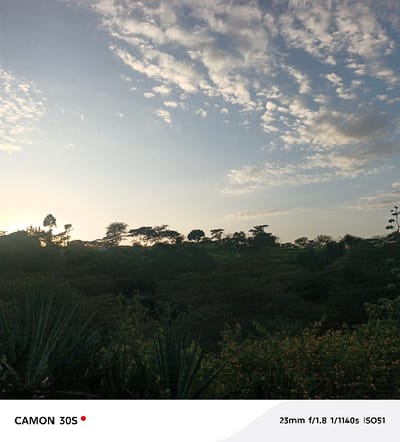 The image displays a natural landscape at either sunrise or sunset, characterized by a vibrant sky and silhouetted vegetation. The upper two-thirds of the image are filled with a clear, light blue sky, which transitions into a warmer, lighter hue on the left side, indicating the sun's position just below the horizon. Scattered white, wispy clouds are visible across the sky, with some denser formations, particularly in the upper right quadrant.

A prominent horizon line, consisting of dark, silhouetted trees, stretches across the middle of the image. These trees vary in height and canopy shape, suggesting a mix of species, possibly acacia or similar broadleaf trees, typical of savannas or wooded areas. Below the tree line, the landscape consists of dense, dark green vegetation, appearing largely in shadow. The foreground, particularly on the left, features several large, spiky plants resembling agave or aloe, with their characteristic sword-shaped leaves. Towards the lower-right midground, there are bushes with hints of small, light-colored, possibly pinkish or reddish flowers, adding a subtle touch of color to the otherwise dark foliage.

No specific activity or event is taking place; the image captures a serene moment in nature. The lighting suggests early morning or late evening due to the low sun angle and the strong contrast between the bright sky and the shadowed foreground.

Text visible in the image includes:
*   In the bottom left corner: "CAMON 30S" followed by a red dot.
*   In the bottom right corner: "23mm f/1.8 1/1140s ISO51", which are photographic metadata indicating the focal length, aperture, shutter speed, and ISO setting used for the capture.