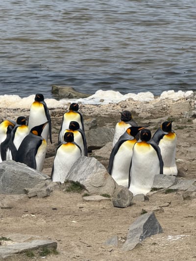 A group of approximately 13 King penguins stands on a rocky, sandy shoreline at Bluff Cove, Falkland Islands (Islas Malvinas). The penguins exhibit characteristic black upper bodies, white bellies, and prominent orange-yellow patches on their necks and sides of their heads. Their beaks are black with orange accents. They are positioned in various orientations, some facing the water, others standing sideways or facing inward. The ground beneath them is composed of light brown dirt, small gravel, and numerous light grey boulders of varying sizes, with sparse green vegetation visible in patches. Directly behind the penguins is a body of water, likely a bay or ocean, displaying light ripples on its surface and a distinct line of white foam along the waterline. A single, dark, irregular rock is partially submerged in the water near the shore. The scene is illuminated evenly, suggesting an overcast sky. No human subjects or their artifacts are visible.