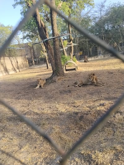 The image displays an animal enclosure in the city of Garun Gawa, Nigeria, observed through a blurred wire mesh fence in the foreground. Two adult lions are visible within the enclosure, situated on dry, light brown earth with scattered patches of dried grass.
In the mid-left, a lioness with light tawny fur is lying on her stomach, facing left with her head slightly elevated. She is positioned near the root base of a large, mature tree with a dark, textured trunk and sparse green foliage. Adjacent to this tree, further into the enclosure, an arched, light-colored concrete structure, likely a shelter entrance, is visible.
To the right of the lioness, a male lion with light tawny fur and a distinct mane is lying on his stomach, facing right with his head raised. His body is extended, with forelegs outstretched.
Several other mature trees with sparse green leaves are scattered throughout the enclosure. In the background, a light-colored concrete block wall, topped with additional fencing, marks the enclosure's boundary. Further structures, including more fencing and what appear to be smaller enclosures, are visible behind this wall. Horizontal enrichment structures are suspended between some of the trees within the main enclosure. The scene is illuminated by natural light, casting subtle shadows on the arid ground. No human presence is discernible.