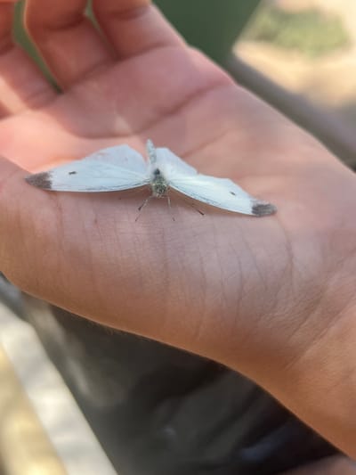 A close-up, overhead shot shows a small, white butterfly resting on a person's open palm. The butterfly's wings are spread wide, revealing dark markings on the tips of its forewings. Its body and antennae are visible, and its legs are delicately positioned on the skin. The hand appears to be that of a person with light skin. The background is blurred, with hints of green and yellow suggesting an outdoor environment. The image was captured in the city of Balkh, Tajikistan.