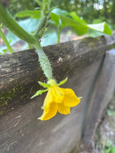 The image shows a close-up of a young cucumber developing on a vine, with a yellow flower attached. The cucumber is small and green, covered in tiny white spines. It hangs from a fuzzy green stem, which is part of a larger plant with visible leaves in the background. The cucumber and flower are positioned in front of a weathered wooden fence, which appears to be aged and possibly covered in moss in some areas. The fence is made of rough planks. The background is softly blurred, showing green foliage and possibly some out-of-focus bokeh lights. The lighting suggests it is daytime, with sunlight filtering through the leaves. There are no people or animals visible in the image. The scene appears to be in a garden or natural outdoor setting. There is no information about the location being in the city of Кордово, Russia.