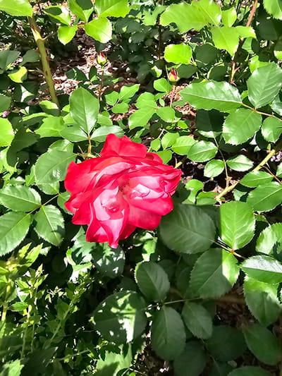 This media file depicts a close-up view of a vibrant red rose in bloom, surrounded by lush green foliage. The rose is the primary subject, with its petals unfurling in a rich crimson hue, transitioning to a lighter pink towards the center. The surrounding leaves are a healthy, bright green, with some showing a slight sheen from sunlight. The image captures the natural beauty of a garden setting, likely outdoors given the sunlight and shadows cast on the leaves. The time of day appears to be daytime, with bright sunlight filtering through the leaves, creating dappled light patterns. The overall mood is serene and natural, highlighting the simple elegance of the rose. No people or text are visible in the image. The location context provided, "Березка Снт (красногорский Р-н), Russia," suggests this scene is from a dacha cooperative or garden community in the Krasnogorsky District of Russia.