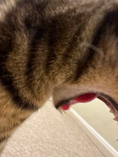 A close-up image shows the open mouth of a brown tabby cat, revealing teeth and a red tongue. The cat's fur is visible around the mouth. The background is out of focus, showing a white wall and a white trim. The location of the image is not indicated to be in Desborough, United Kingdom.