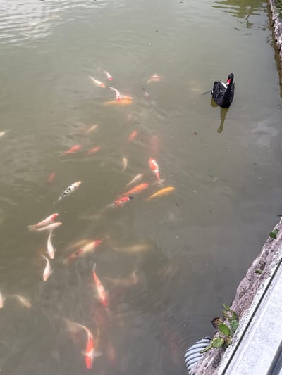 The image depicts a pond in the city of Jinhua, China, containing numerous koi fish of varying colors (orange, white, red, yellow) and a black swan. The water is murky. A concrete structure edges the pond on one side, where some vegetation grows. A drainage pipe is visible along the edge of the pond. The black swan is floating at the top left of the pond.