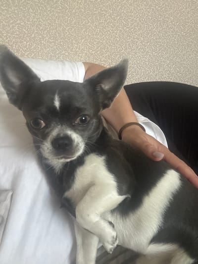 In this close-up, overhead shot, a small dog with black and white fur is nestled comfortably in a person's lap. The dog's face, with large, expressive brown eyes and a wet nose, is looking directly at the camera. Its ears are perked, and its body is partially covered by the person's arm, which is adorned with a simple brown bracelet. The person is wearing black pants and a white shirt, and their hand, with a pale fingernail, rests gently on the dog. The background is a textured, light-colored surface, possibly wallpaper or a textile, suggesting an indoor setting. The overall mood is intimate and relaxed, capturing a moment of affection between the person and their pet. The lighting appears to be natural, indicating it could be daytime. No visible text is present in the image. The location context provided is Novinki, Russia, but there are no specific visual cues within the image to confirm this.