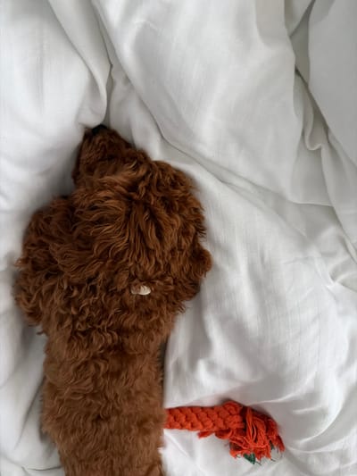 A top-down, close-up shot shows a small, reddish-brown poodle puppy sleeping on a white duvet. The puppy is curled up, with its head tucked under the duvet. Its fur is curly and textured. A small, light-colored object, possibly a piece of kibble, is visible on the puppy's back. To the lower right of the puppy, a braided orange dog toy with frayed ends is partially visible. The scene is set in a bedroom, likely in Banya, Bulgaria.