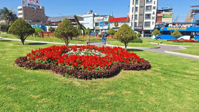 The image depicts a vibrant park scene in Tacna, Peru, under a clear, sunny sky, suggesting it is midday. In the foreground, a large, artfully arranged flower bed bursts with bright red salvia and smaller white flowers, bordered by dark red foliage. This colorful display is set against a backdrop of lush green grass.
Several cone-shaped topiaries are strategically placed throughout the park, adding structure and visual interest. In the middle ground, two people, a man and a woman, walk away from the camera on a paved pathway that curves through the park. Behind them, a playful, green-shaped topiary resembling a giraffe stands tall.
Further in the background, a bright blue double-decker bus is prominently visible, with "SENDERO PERÚ Agencia de Viajes y Tour Operador" written on its side. This indicates a travel agency. The bus is parked near a row of buildings that exhibit a mix of architectural styles, suggesting an urban setting adjacent to the park. One building is taller and modern, while others are lower and appear to be commercial establishments with signage. Above these buildings, a large billboard displays "REGION 2026". The overall atmosphere is cheerful and inviting, characterized by the bright sunlight and the lively colors of the flowers and bus.