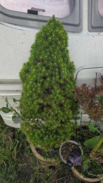 A small, dense, conical evergreen shrub with bright green foliage is the primary subject of this image. The shrub appears to be in a pot, positioned outdoors on a white surface, possibly a patio or the side of a vehicle. To the left of the shrub, a textured grey surface with indentations and a small black latch is visible, suggesting it might be part of a caravan or RV. In the background, other potted plants are present, including a dead or dying brown conifer and a pot containing a small, decorative purple ladybug. The setting is outdoors, with grass and dirt visible around the pots, indicating a garden or campsite. The lighting suggests it is daytime, with no specific weather conditions immediately apparent. The overall scene is one of outdoor plant display or storage. No people are visible in the image. There is some faint, unreadable text on the grey textured surface on the left side of the image.