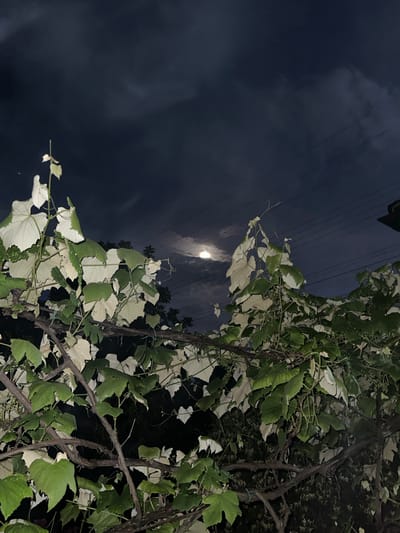 This is a nighttime photo taken in Târgu Neamț, Romania. The image features a cluster of leafy vines against a dark, cloudy sky. The moon is visible as a bright, hazy orb in the upper left quadrant, partially obscured by clouds. Several power lines are visible stretching across the sky, suggesting an outdoor setting, likely in a semi-urban or rural area. The foliage of the vines dominates the right side of the frame, with leaves in various shades of green and pale, almost white, due to the nighttime lighting. The branches of the vines are thick and gnarled, indicating maturity. The overall mood is serene and somewhat mysterious, bathed in the soft glow of the moon. There is no visible text in the image.