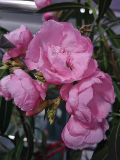A close-up, eye-level, medium shot captures a cluster of vibrant pink flowers in Kemul, Russia. The flowers, likely oleander, are in full bloom, with delicate, layered petals exhibiting subtle variations in shading from a soft blush to a deeper rose pink. The background consists of lush, dark green foliage, creating a soft focus that emphasizes the blossoms. Some buds are visible, hinting at ongoing growth. The lighting is soft and diffused, creating a gentle ambiance. The image is a static composition, focusing solely on the floral subject.