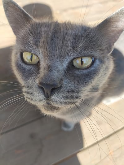 A close-up, eye-level shot shows a gray cat with yellow eyes looking directly at the camera. The cat's fur is short and appears to be a solid gray color, with some lighter gray markings around its nose and mouth. Its whiskers are long and thin, fanning out from its snout. The cat is positioned on a wooden surface, possibly a deck or porch, which is visible in the background. Sunlight casts shadows on the wooden surface and on the cat, creating a contrast between light and dark areas of the image. The cat's ears are pointed upwards, and its eyes are wide open, giving it an alert expression. The background is blurred, suggesting that the focus is solely on the cat. There are no people visible in the image. The image does not contain any specific landmarks or elements that would allow for its location to be determined within Gorno-Altaysk, Russia.