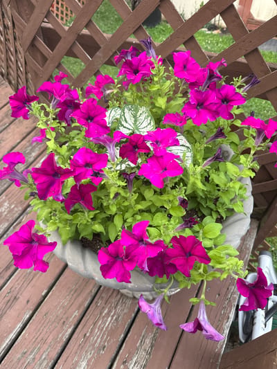 In Morrisville, United States of America, a close-up, high-angle shot captures a decorative planter filled with vibrant magenta petunias and a single, variegated white and green leaf. The planter, a textured gray concrete pot, sits on a weathered, reddish-brown wooden deck. Behind the planter, a dark brown wooden lattice fence divides the frame, allowing glimpses of a lush green lawn and some distant buildings. The lighting suggests an overcast day, with soft, diffused light illuminating the scene. The focus is sharp on the flowers and the planter, with the background and deck showing a slight blur.