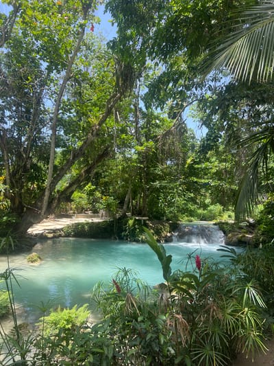 This is a daylight image of a natural pool and waterfall located within a lush, tropical environment in Ocho Rios, Jamaica. The scene is dominated by a pool of vivid turquoise-blue water occupying the lower and mid-sections of the frame. A small, multi-tiered waterfall is visible on the right, cascading into this pool. The surrounding area is densely vegetated with various tropical trees and plants, characterized by abundant green foliage, hanging vines, and epiphytes. Portions of a clear blue sky are visible through the tree canopy. The foreground features a variety of plants, including ferns, broad-leaved species, and several plants displaying prominent red or pink inflorescences. On the left side of the pool, a light-colored sandy bank is visible, with faintly discernible white chairs and a small table suggesting a seating area. On the right side, near the waterfall, a light-colored, possibly wooden, bench or platform is present on the bank. Rocks and natural geological formations are interspersed throughout the water body and along its edges. No individuals, actions, or interactions are present in the image. The scene is illuminated by natural sunlight, creating dappled lighting conditions.