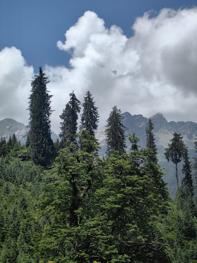 This image depicts a lush, mountainous landscape in Solang, India, characterized by dense evergreen forests and rugged peaks under a cloudy sky. In the foreground, a variety of tall, coniferous trees dominate the scene. The trees are predominantly dark green, with some lighter green foliage visible. Their branches are thick and spread wide, creating a rich canopy.
In the midground, more trees fill the frame, extending up a steep, green incline. The texture of the foliage is varied, with some areas appearing smoother and denser, while others show more individual branches and needles. The forest floor is not clearly visible due to the dense vegetation.
The background features imposing, rocky mountain ranges. These peaks are a mix of gray and brown, with some patches of green vegetation on their lower slopes. The summits are partially obscured by clouds.
The sky above is a dynamic mix of bright blue and heavy, white and gray clouds. The clouds are unevenly distributed, with some appearing fluffy and illuminated by sunlight, while others are darker and more ominous.
There are no people, animals, or man-made structures visible in the image. The overall impression is one of natural, untamed wilderness.