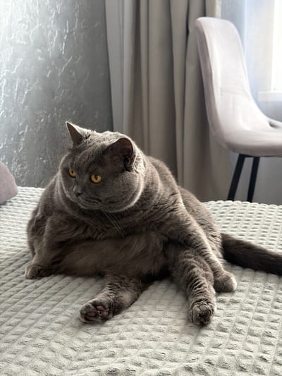 A fluffy, gray British Shorthair cat with yellow eyes is lying on a textured gray blanket on a bed. The cat is in the center of the frame, looking to its left. Its front paws are extended forward, and its hind legs are tucked beneath it. The background shows a textured gray wall on the left, a light gray curtain in the middle, and a light-colored chair with black legs on the right. The lighting suggests it is daytime, with light coming from a window behind the curtain and chair. There is no indication of the location being in the city of Korolyov, Russia.