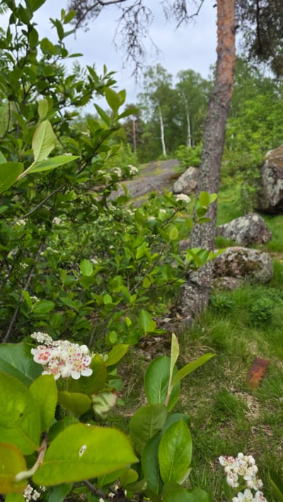 The image shows a natural setting, possibly in Vyborg, Russia, given the information provided. A pine tree trunk lies on the ground amidst green foliage and moss-covered rocks, typical of a forest or park. There are flowering shrubs with white blossoms interspersed within the greenery. The weather is overcast, as indicated by the sky visible through the trees.