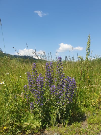 The image depicts a sun-drenched field of wildflowers under a bright blue sky with scattered white clouds. In the foreground, a cluster of tall, vibrant purple flowers, likely Viper's Bugloss (Echium vulgare), stands out against a backdrop of lush green grass and other wild vegetation. Small white daisies and yellow flowers are interspersed throughout the field. In the distance, a gentle, tree-covered hillside rises under the expansive sky. The terrain appears to be natural and undeveloped. There are no people or man-made structures visible in the frame. The scene is characteristic of a rural or natural landscape, possibly a meadow or pasture. The image does not contain any information suggesting the location is in the city of Smorodinka, Russia.