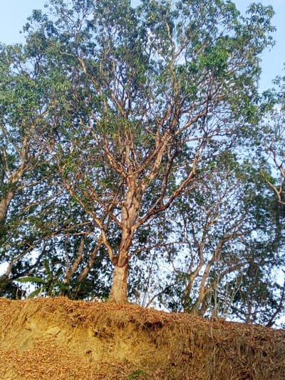 The image depicts a large tree with many branches and green leaves, situated on top of a sandy or earthen bank. The bank is covered with dry leaves or plant debris. Other trees are visible in the background, and the sky is partially visible through the branches. The location is indicated as Los Leoncitos, Venezuela. There are no people visible in the image.