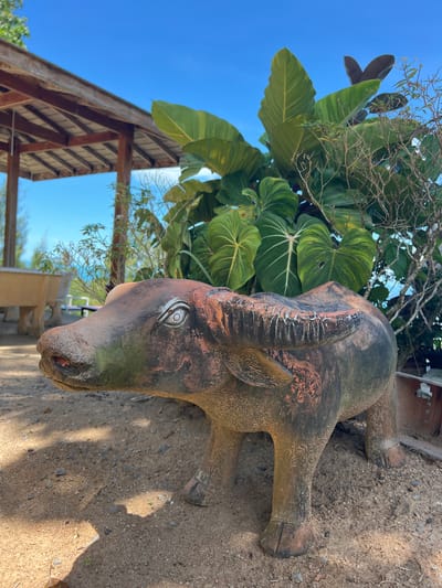 A terracotta statue of a water buffalo lies on the sandy ground in front of lush green foliage and a wooden structure. The statue is weathered and appears to be a rustic decoration. The water buffalo is positioned on its side, with its head turned towards the viewer. Its eyes are wide and painted white with black pupils, and its horns are curved upwards and decorated with white stripes. The statue is brown and reddish-brown in color, with some green and black patches, suggesting age and exposure to the elements.
Behind the statue, large green leaves of tropical plants are visible, some with striking white veins. Thin, bare branches of another plant crisscross the scene. To the left, a wooden structure with a sloped roof made of wooden planks and beams is partially visible. The clear blue sky indicates it is daytime with good weather. The ground is a mix of sand and small pebbles. The overall setting appears to be outdoors, possibly in a garden or a natural area in Baan Thurian, Thailand. No people are visible in the image, and no text is present. The scene is serene and natural.