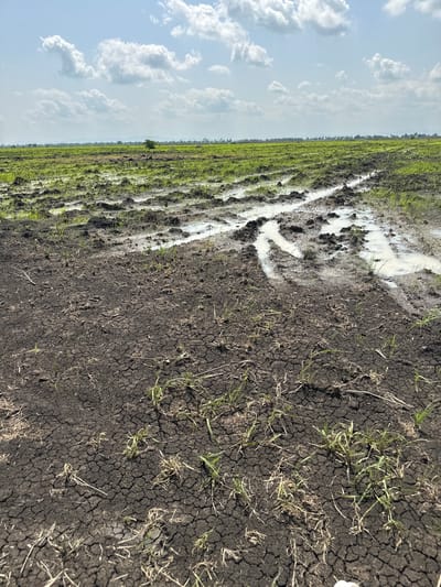 The image depicts an outdoor scene in a rural area, likely a field or agricultural land. The perspective is from a low angle, looking across the landscape. The ground in the foreground is dry, cracked earth with patches of sparse green grass. A section of muddy water is visible, flowing in irregular channels, suggesting recent rainfall or irrigation.

Further into the scene, the land transitions to a lush green field, possibly crops or vegetation, with rows or patterns visible. The horizon is lined with a faint line of trees, indicating a distant edge to the cultivated area. Above, the sky is a bright, overcast blue, filled with fluffy white clouds.

The overall impression is one of a fertile but currently dry agricultural landscape. The presence of both cracked earth and flowing water suggests a dynamic environment where water management is important. The time of day appears to be daytime, with the lighting being somewhat diffused by the clouds. There are no visible people, objects, or text in the image. The scene is likely located in Lau, Nigeria, based on the provided context.