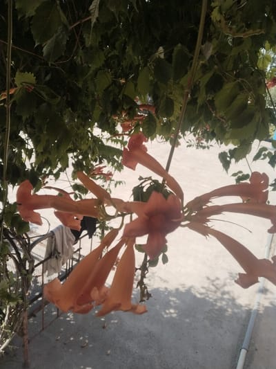 An upward shot of orange trumpet-shaped flowers hanging from a vine is captured in this outdoor image. The vine has dark green leaves and is growing over a metallic structure. The background shows a paved area with shadows cast by the foliage, suggesting it is daytime. A light-colored garment is draped over the metallic structure. The scene appears to be in a residential area or garden, possibly in Yangiabay, Uzbekistan.