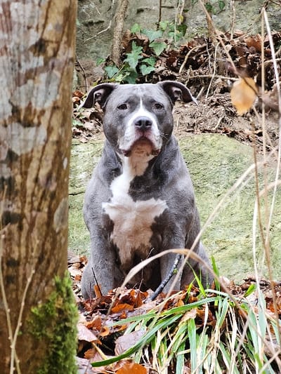 A medium-sized domestic canine, consistent with a bully breed, is centrally positioned and seated upright on a natural ground surface in Waldbillig, Luxembourg. The animal displays a short, slate-grey coat with a prominent white blaze extending from its muzzle, between its eyes, and down its chest. Its ears are folded laterally. The dog maintains direct visual contact with the viewer. The immediate foreground on the left features a partial, out-of-focus view of a tree trunk exhibiting vertical striations and patches of moss. The ground covering beneath and surrounding the dog consists of a layer of reddish-brown fallen deciduous leaves interspersed with clumps of green and yellowed grass-like foliage. A slender, light-brown branch lies horizontally near the dog's front paws. The background is composed of a light-colored rock formation, partially covered with dead foliage and sparse green ivy. Natural, diffused light illuminates the scene.