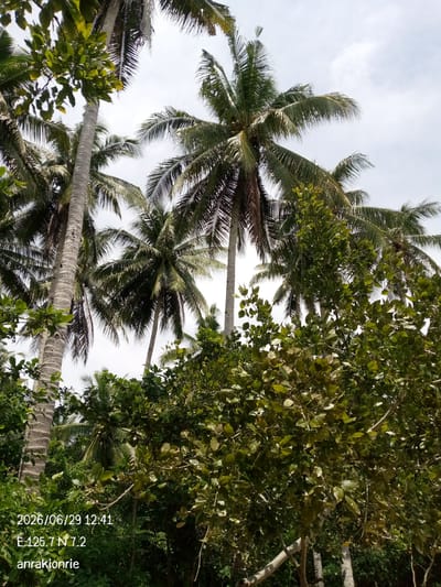 The image is a photograph of a tropical environment, likely a beach or coastal area, in Samal, Philippines. In the foreground, lush green foliage and trees dominate the lower half of the frame. Several palm trees, characteristic of tropical regions, are visible in the background, with their fronds reaching towards a bright, overcast sky. The trunks of the palm trees are textured and vary in thickness and color. The overall impression is one of dense vegetation and natural beauty. The image includes a timestamp and GPS coordinates in the lower left corner, indicating the date and time as "2026/06/29 12:41" and the location as "E 125.7 N 7.2". A name, "anrakionrie," is also present.