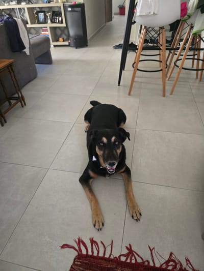 A medium-sized, black and tan dog lies on a tiled floor in a domestic indoor setting. The dog is facing the camera, with its head slightly tilted and its mouth open, panting. A small white bow tie is visible around its neck. The dog's paws are extended forward. The floor is made of large, light gray tiles. In the background, a dark gray sofa is visible to the left, with a small wooden side table next to it. Further back, there is a white shelving unit with various items on display, including framed pictures and what appears to be a black electric heater or similar appliance. To the right, several modern bar stools with wooden legs and white seats are visible. The environment suggests a residential interior, possibly a living room or dining area. The location is identified as Agii Anargiri, Greece.