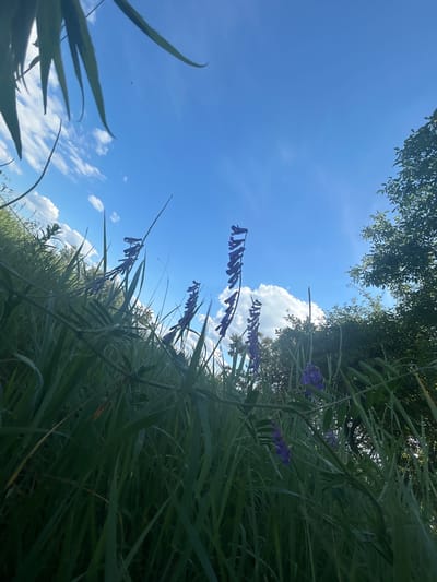 This is a low-angle shot of tall green grass and purple flowers against a bright blue sky with scattered white clouds. The scene appears to be outdoors, possibly in a natural area or park. In the background, there is dense foliage and trees, suggesting a rural or semi-rural setting. The lighting indicates it is daytime, with the sun likely positioned above and to the right, casting a slight glow through the leaves and highlighting the clouds. There are no people or animals visible in the image. The photograph captures a moment of natural beauty, emphasizing the contrast between the vibrant green of the vegetation, the delicate purple of the flowers, and the expansive blue sky.